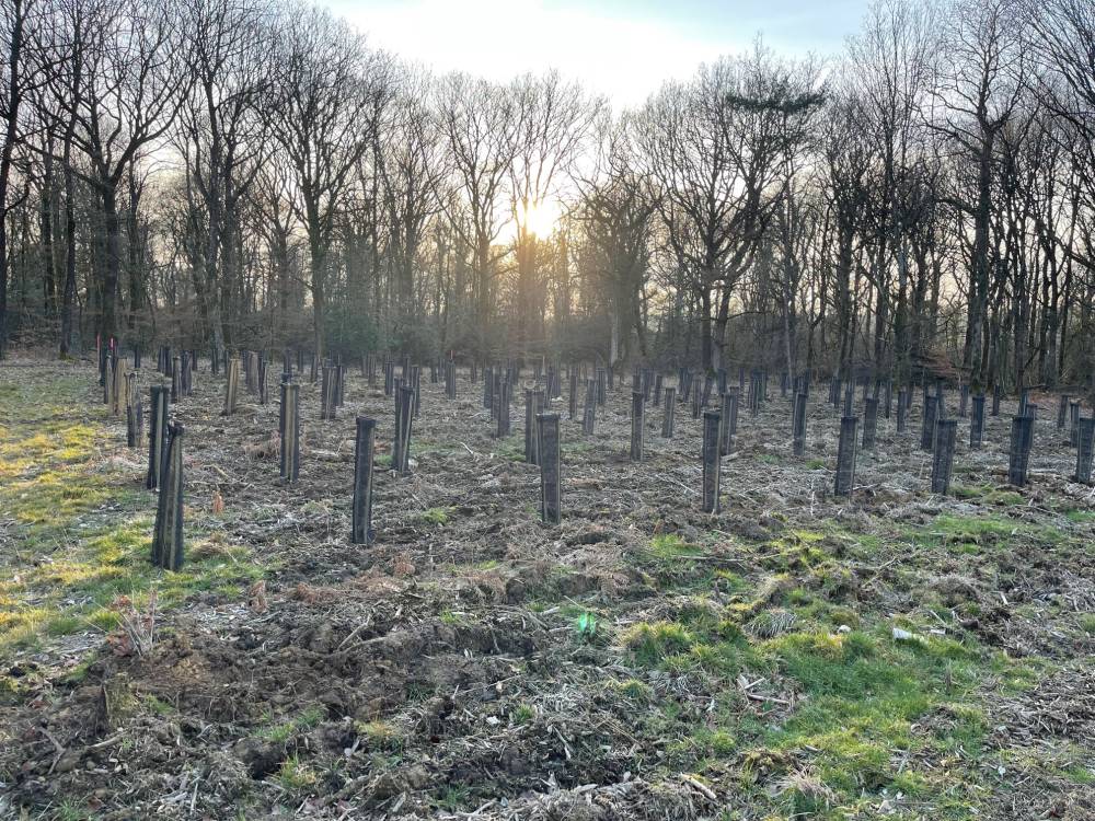 plantation 2